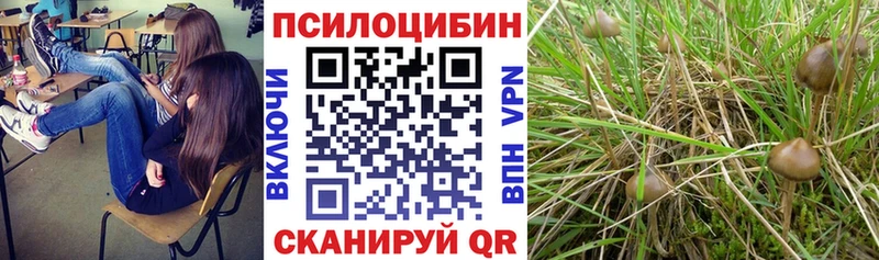 мега ссылки Жиздра Галлюциногенные грибы Cubensis